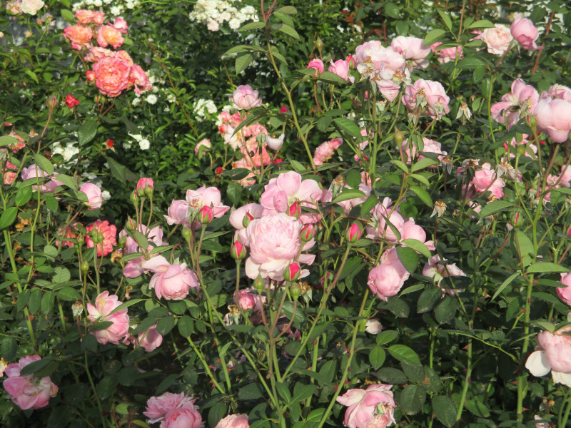 The Alnwick Rose.