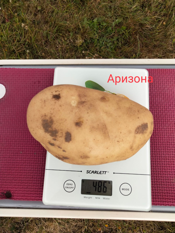 Аризона.jpg