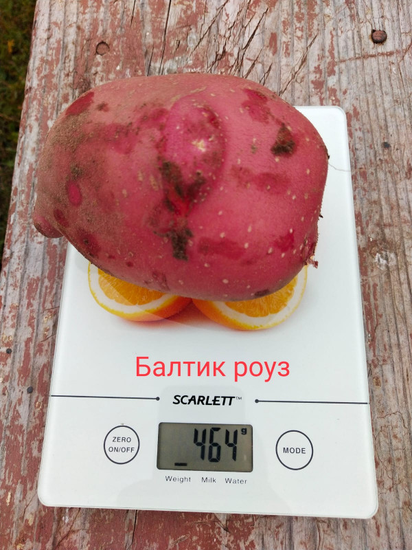 Балтик роуз.jpg