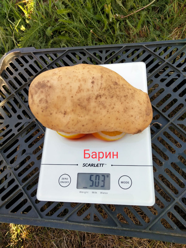 Барин.jpg