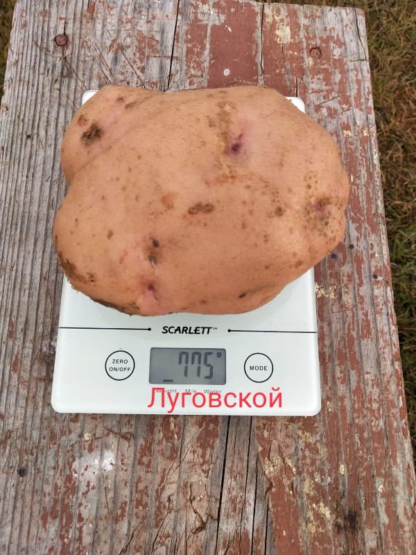 Луговской1.jpg
