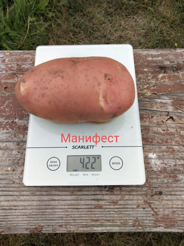 Манифест.jpg