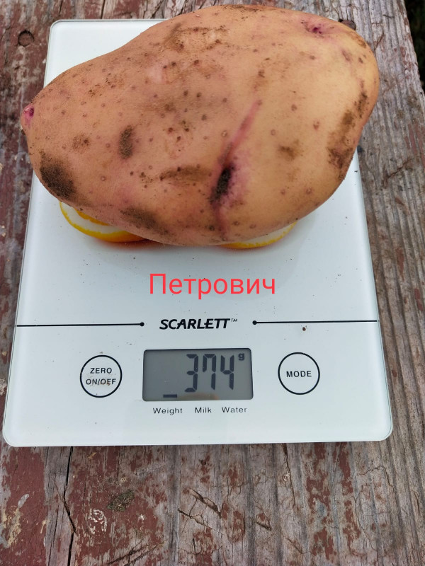 Петрович.jpg