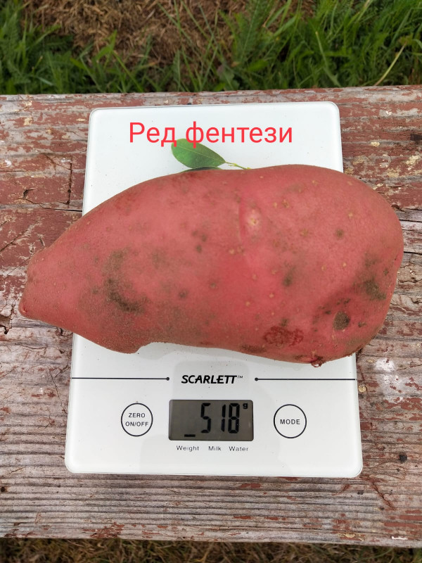 Ред фентези.jpg