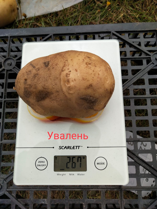 Увалень.jpg