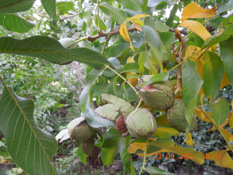 DSCN9287.JPG