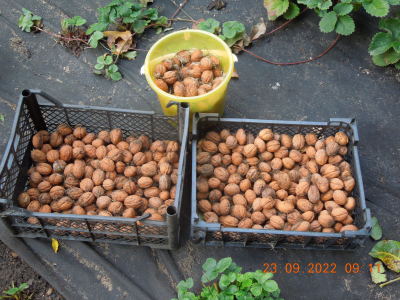 DSCN9289.JPG