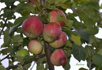aksena2014_1.jpg