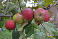 aksena2014_2.jpg