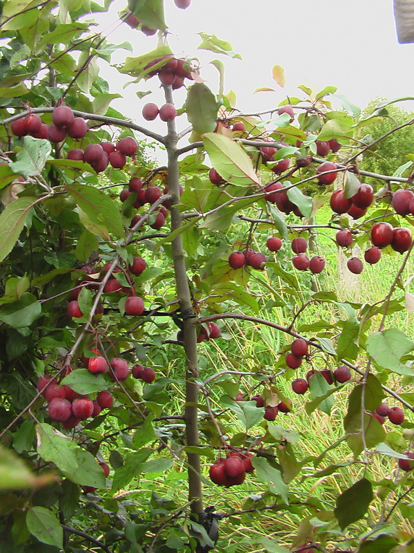 025 С80-3.JPG