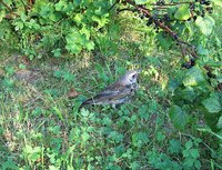 IMG_6011.jpg