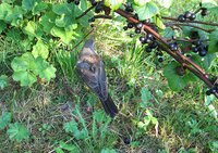 IMG_6012.jpg