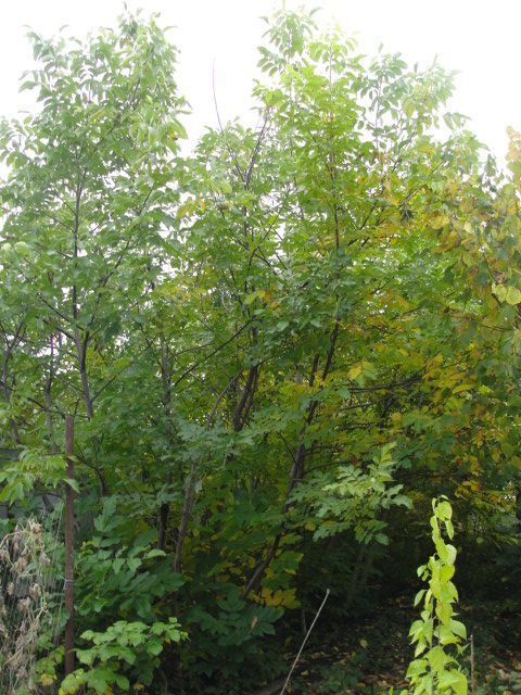 DSC07550.JPG