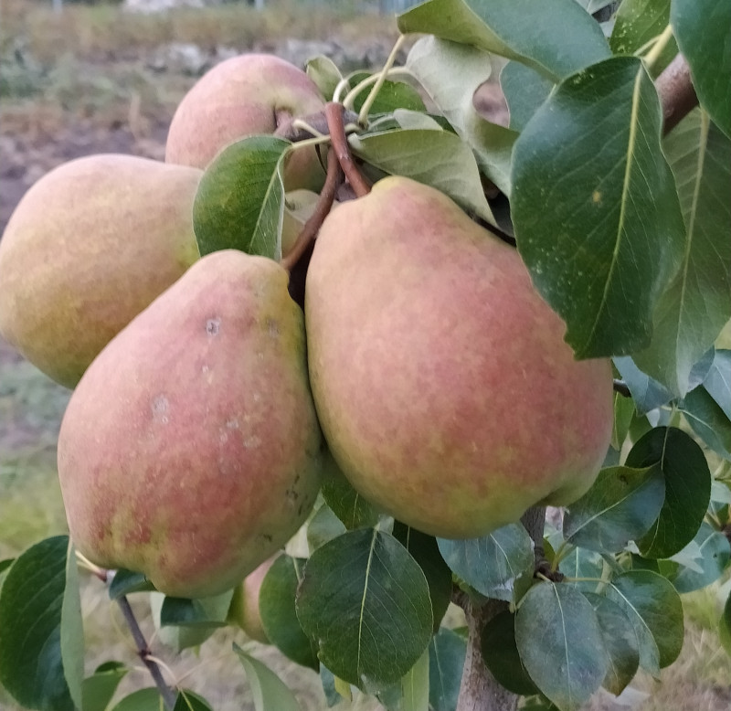 Курземская масленистая