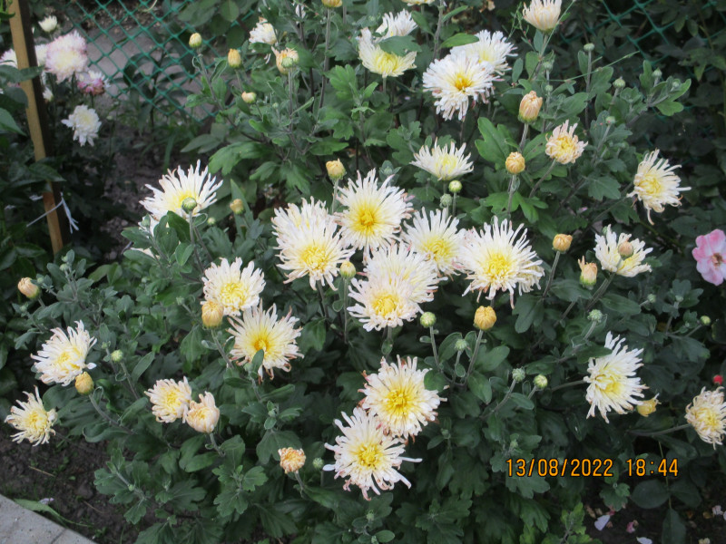 IMG_4306.JPG
