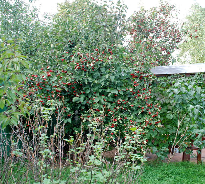 Б1 20100915.jpg