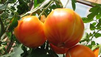 IMG_2408олимпийский огонь.JPG