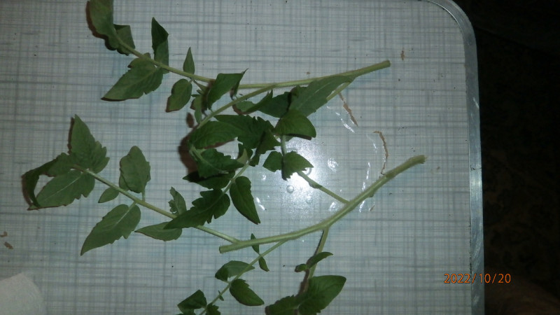 PA206269.JPG