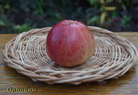 orlovim_2014.jpg
