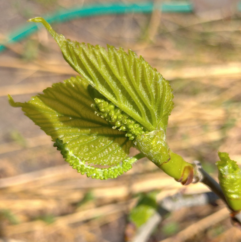 Pakistani mulberry, Morus macroura