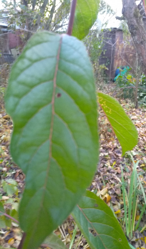 IMG_20221027_163651_1.jpg