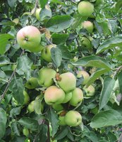 Кандиль Орловский