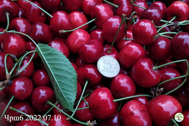Чрш6 20220710 01.jpg