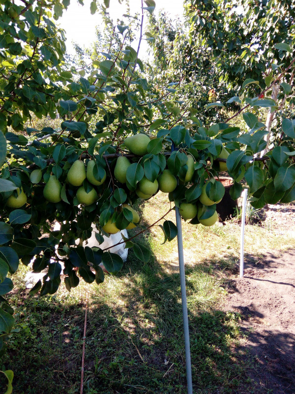 Свердловчанка на Чусовой 3-й г. 13.08.2022.jpg