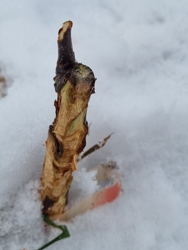 20221126_120737.jpg