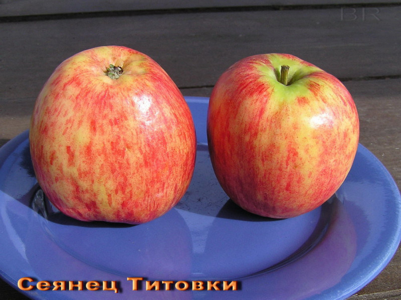 Сеянец Титовки (2009)_77.jpg
