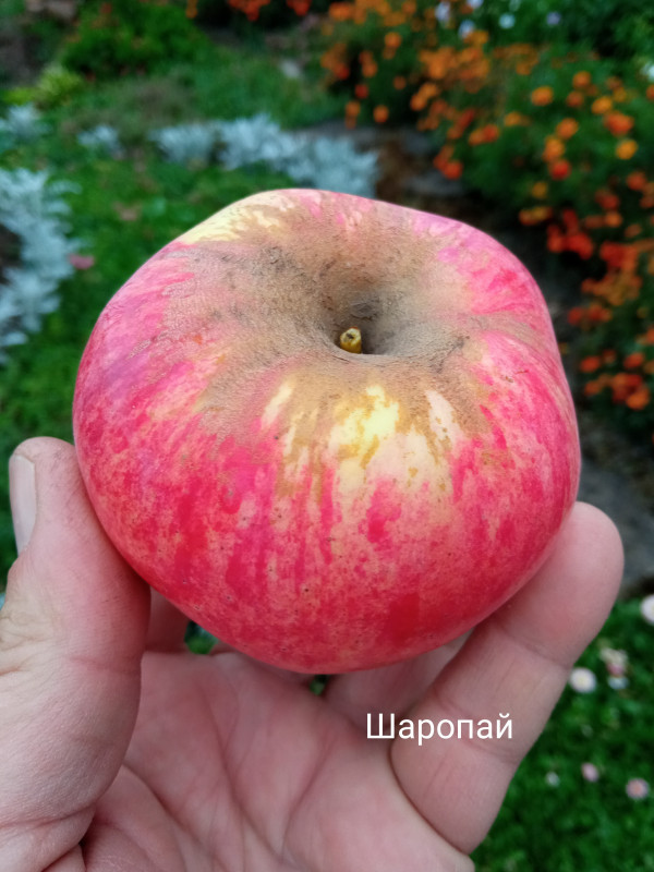 шаропай.jpg