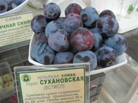 IMG_5519.jpg