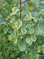 DSCN4762.JPG