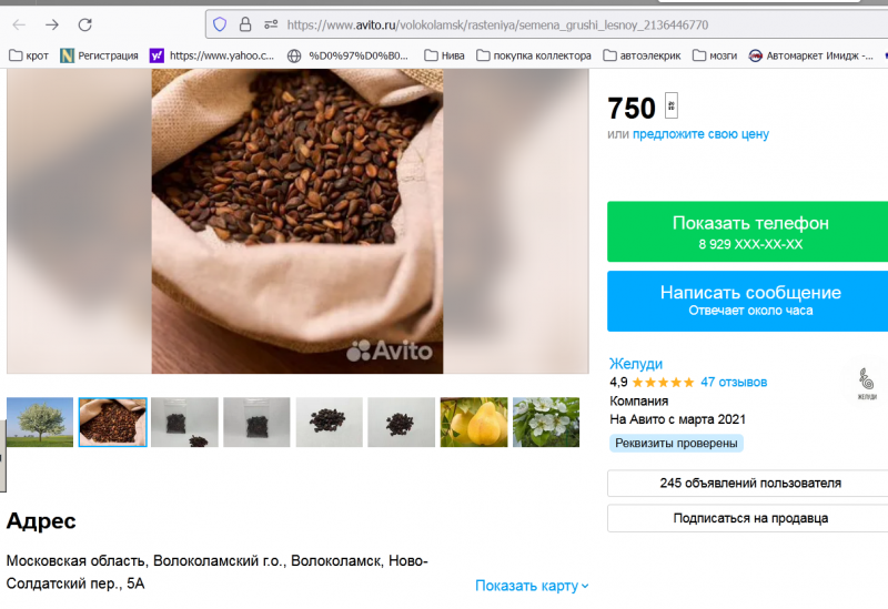 Семена лесной груши.PNG
