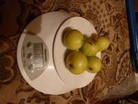 Скороспелка Мичуринская.jpg