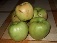 яблоки Народное 08-08-2012.jpg