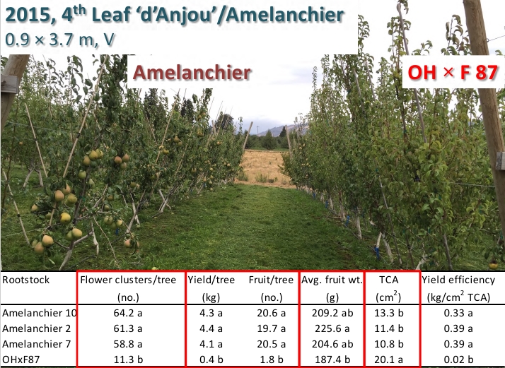 Amelanchier.jpg