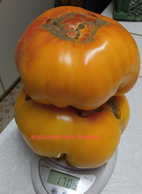 IMG_20220820_200618.jpg