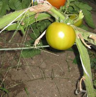 IMG_0067.jpg