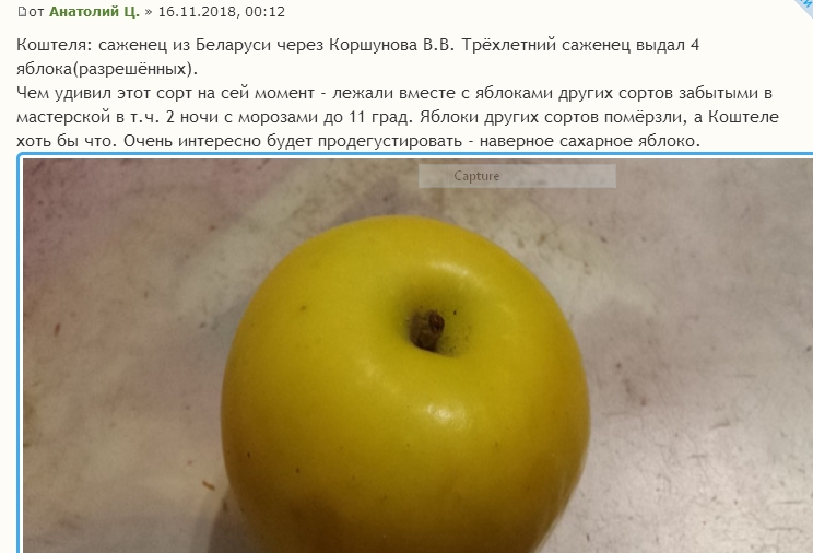 ябл5 коштеля.jpg