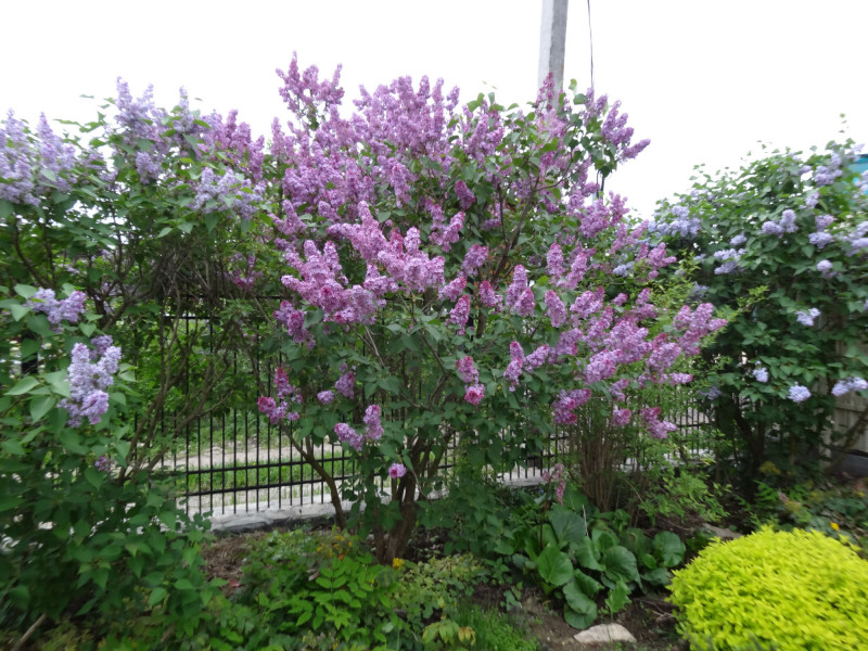 DSC02608й.jpg