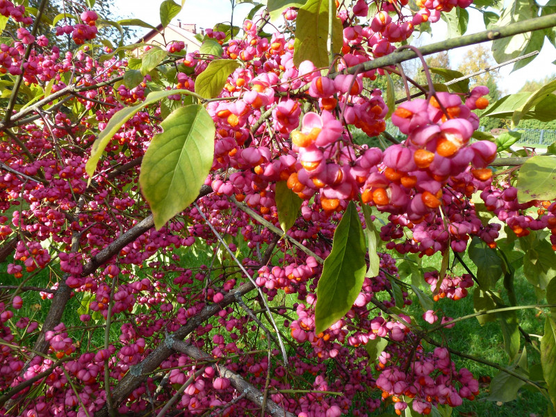 P1080567.JPG
