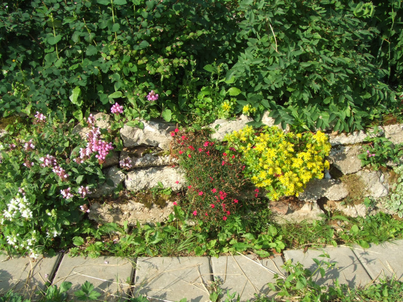 DSCF4226.JPG
