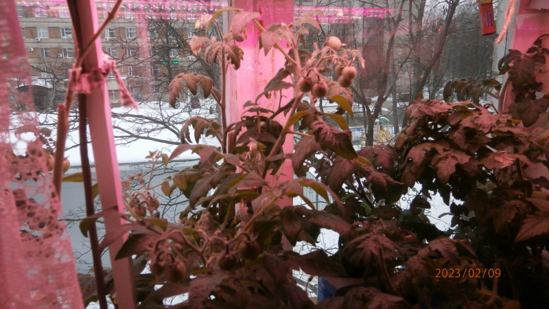 P2096550.JPG