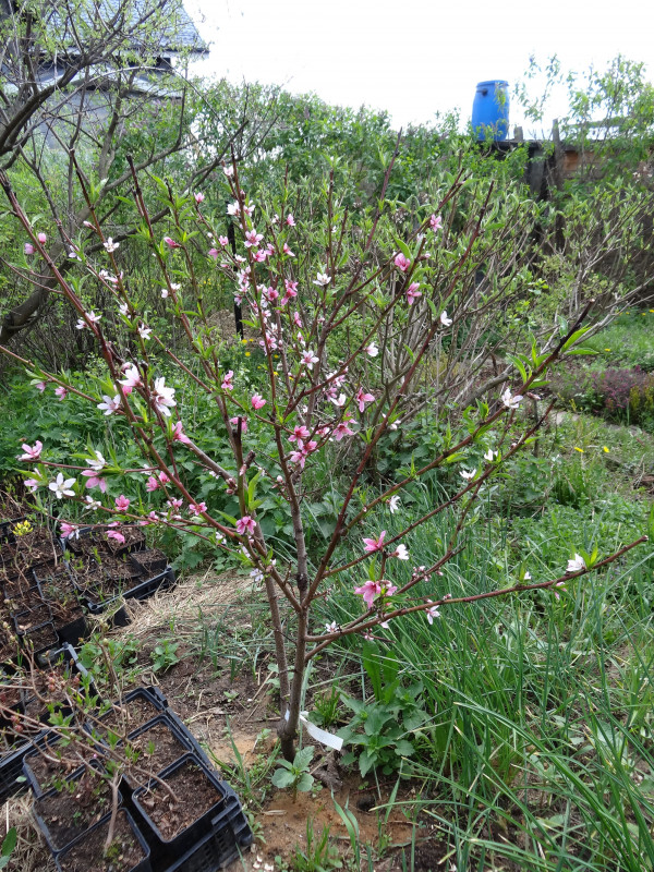 DSC04159ф.jpg