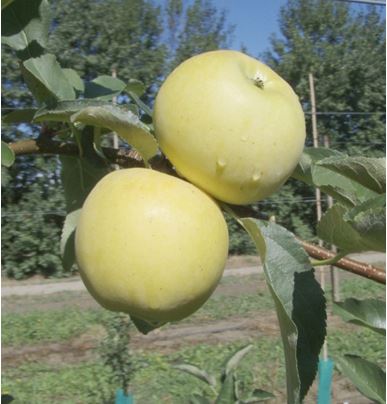 Деличия - Гала.JPG