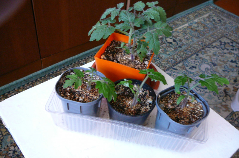 P1020021.JPG