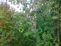 Gr_na_riabine0590.jpg