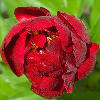 Buckeye-Belle_бутон-2012.jpg