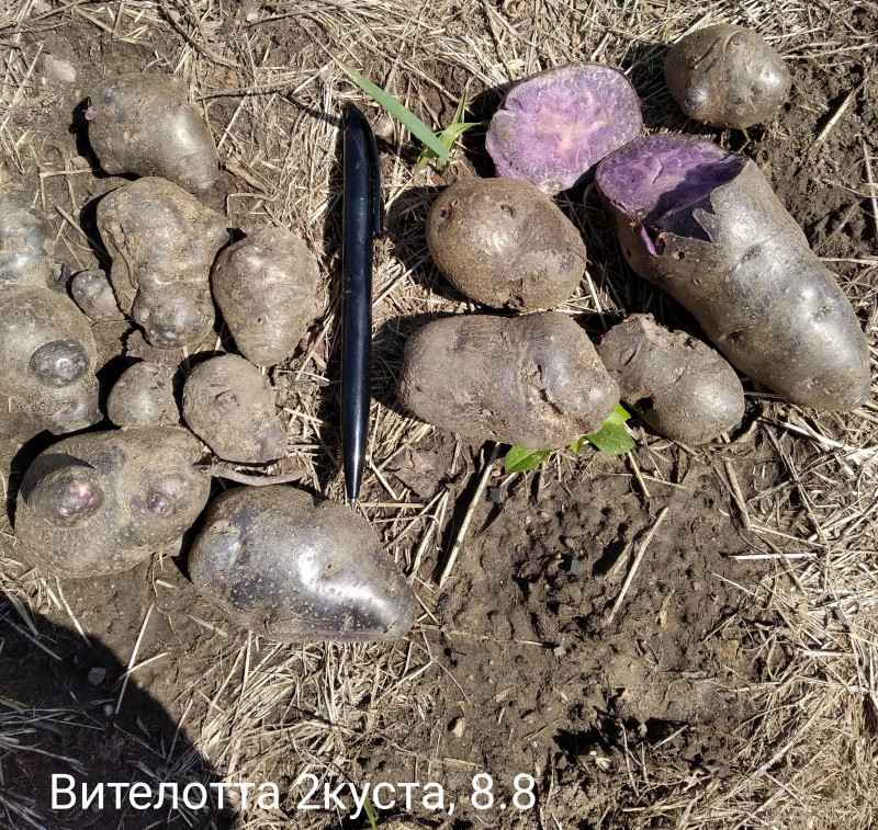 Фото 2021 года, выращивался с небольшими поливами